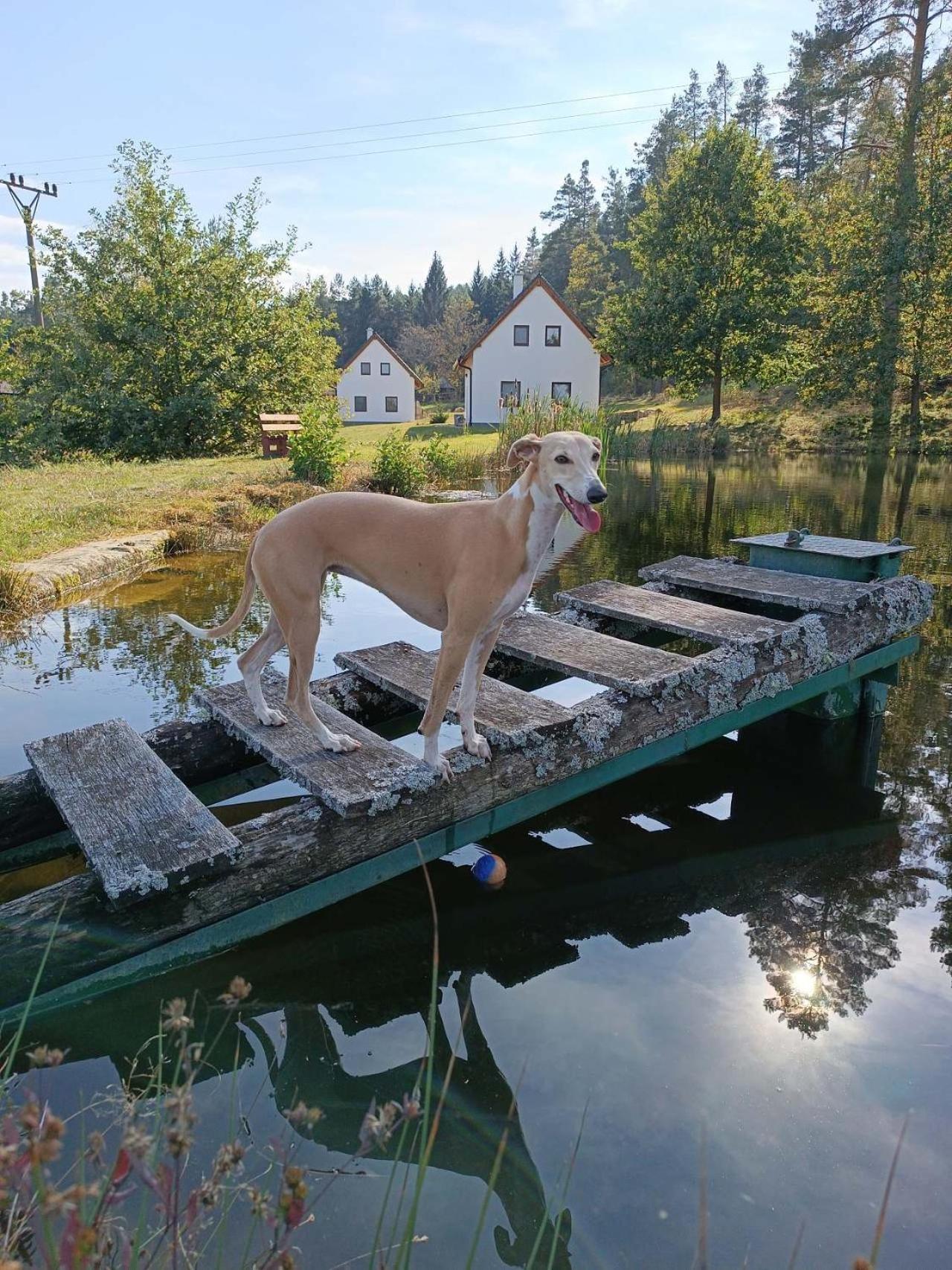 Villa Klidna Lokalita Na Kraji Lesa, Cely Dum S Uschovnu Kol Nová Bystřice Exterior foto